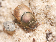 Palaeonthophagus