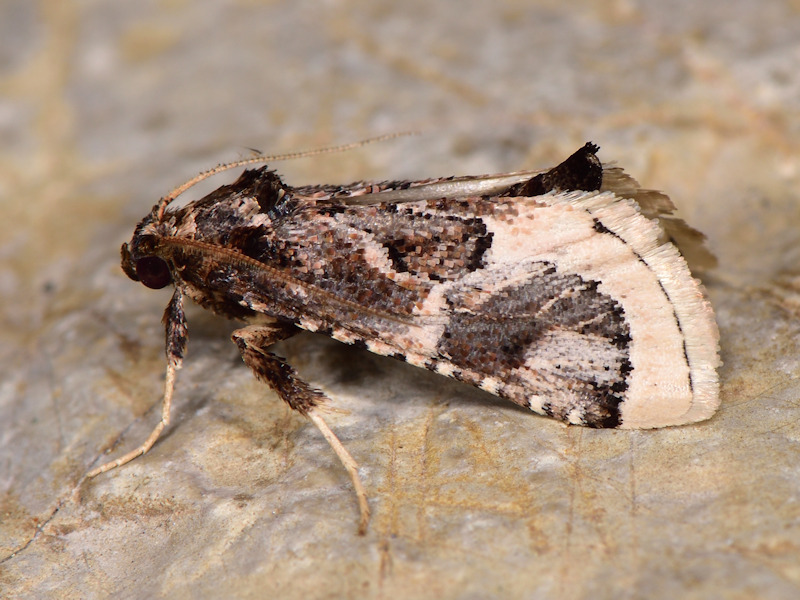 Loryma egregialis