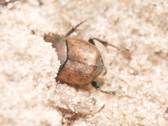 Palaeonthophagus