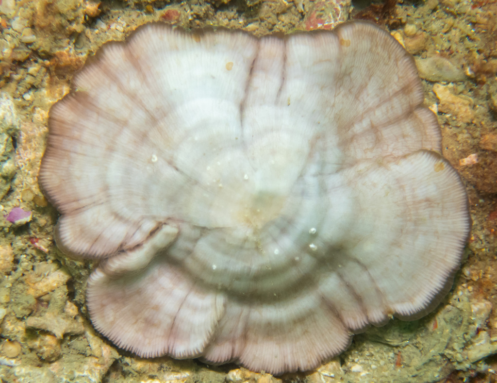 mushroom coral