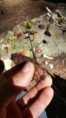 Auriscalpium vulgare