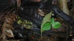 Erythrolamprus epinephalus