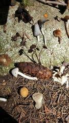 Auriscalpium vulgare