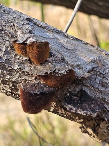 Coriolopsis aspera