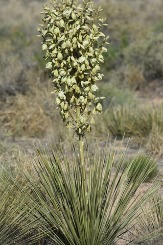 Yucca campestris