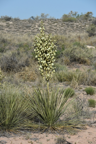 Yucca campestris