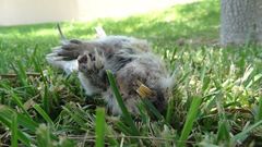 Cratogeomys castanops