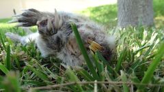 Cratogeomys castanops