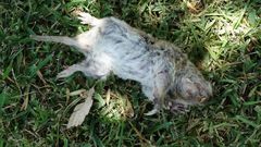 Cratogeomys castanops