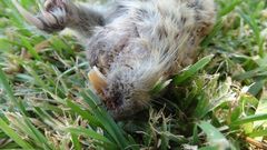 Cratogeomys castanops