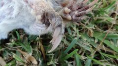 Cratogeomys castanops