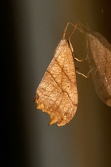 Drepana bilineata