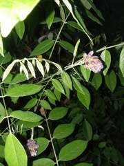 Wisteria frutescens