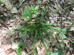Carex blanda