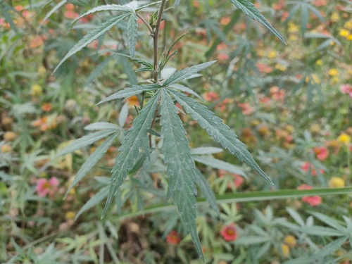 Cannabis