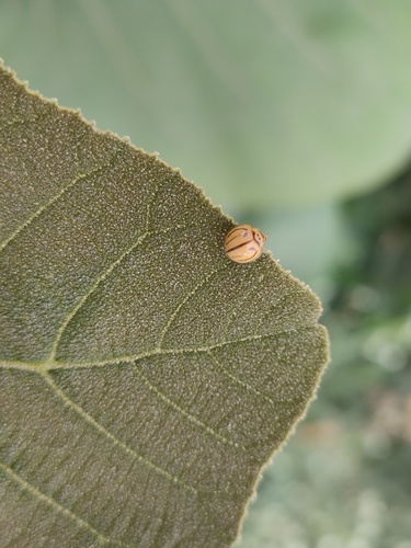 Anegleis cardoni