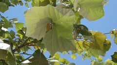 Platanaceae