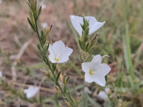 Prostrate Bindweed