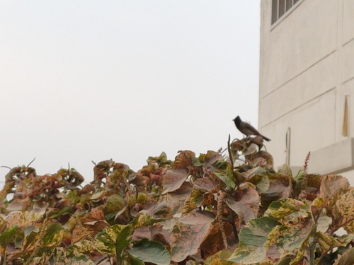 Red-vented Bulbul