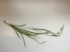 Carex blanda