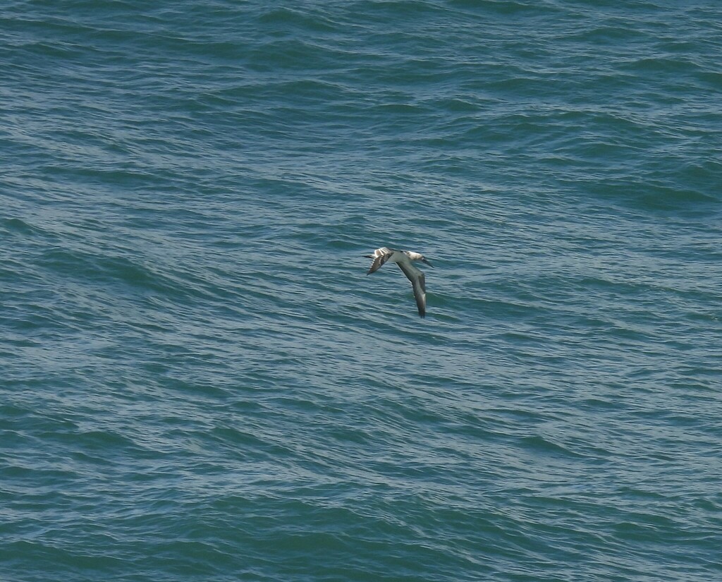 Australasian Gannet from Sydney NSW, Australia on June 18, 2024 at 11: ...