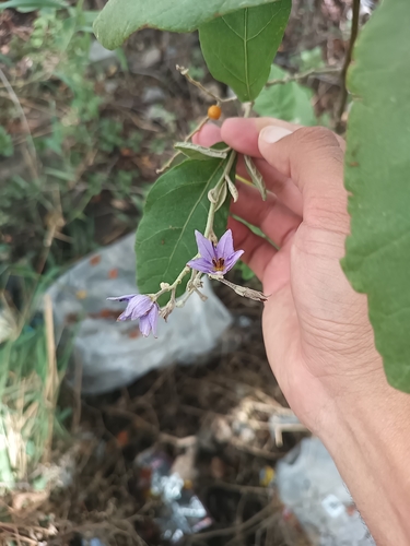 Image of Solanum lanceolatum by (c) Ricardo Betancourt Sánchez, some rights reserved (CC BY)