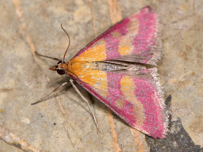 Pyrausta virginalis