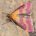 Pyrausta virginalis - Photo (c) Paolo Mazzei, some rights reserved (CC BY-NC), uploaded by Paolo Mazzei