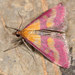 Pyrausta virginalis - Photo (c) Paolo Mazzei, algunos derechos reservados (CC BY-NC), subido por Paolo Mazzei