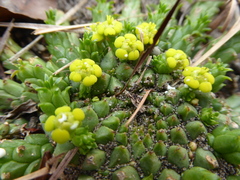 Euphorbia flanaganii
