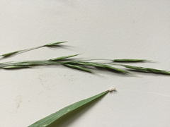 Bromus pubescens