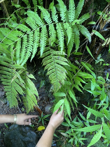 Deparia prolifera observed 2024-06-20