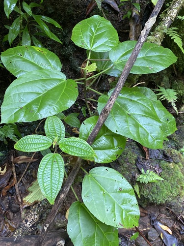 Hibiscus arnottianus