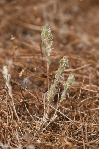 Sacramento orcutt grass (Orcuttia viscida)