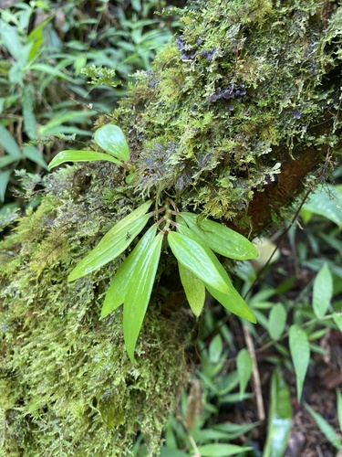 Peperomia oahuensis observed 2024-06-20