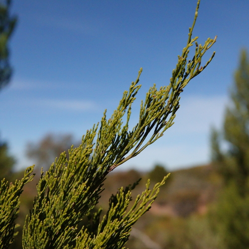 Slender Cypress-pine