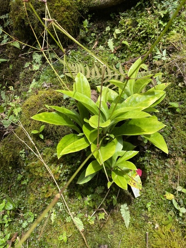 Schiedea kaalae observed 2024-06-20