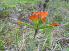 Castilleja hispida hispida