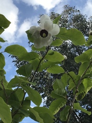 Magnolia wilsonii