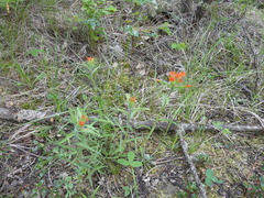 Castilleja hispida hispida