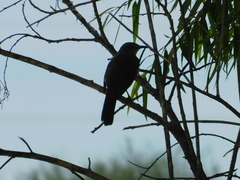 Toxostoma curvirostre