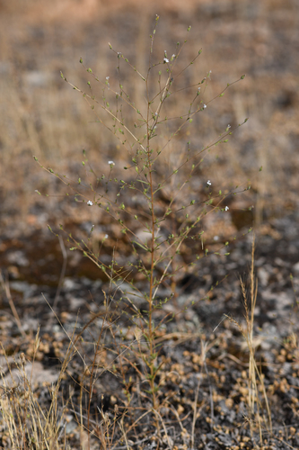 Hoover's calycadenia (Calycadenia hooveri)