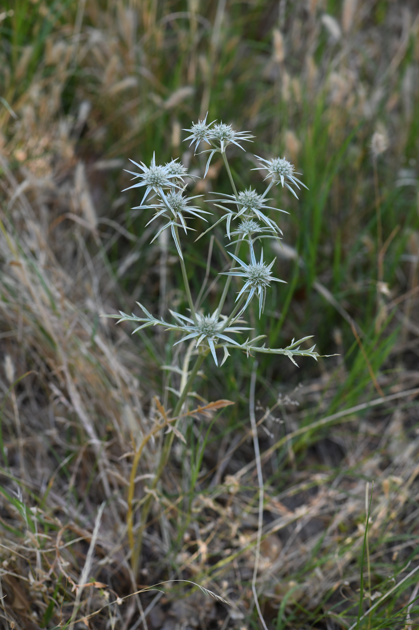Eryngium pinnatisectum