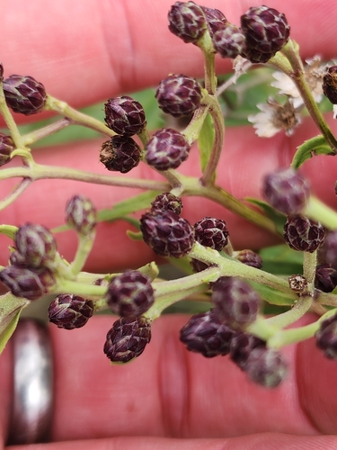 Image of Vernonia marginata by no rights reserved