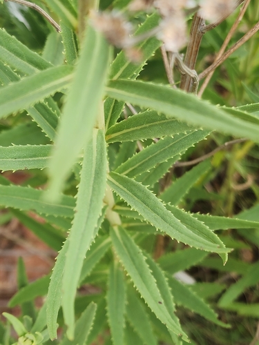 Image of Vernonia marginata by no rights reserved