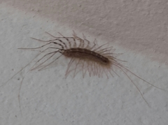 Scutigera coleoptrata