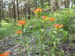 Castilleja hispida hispida