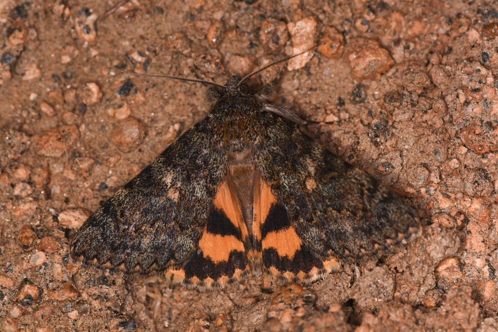 Andromache Underwing