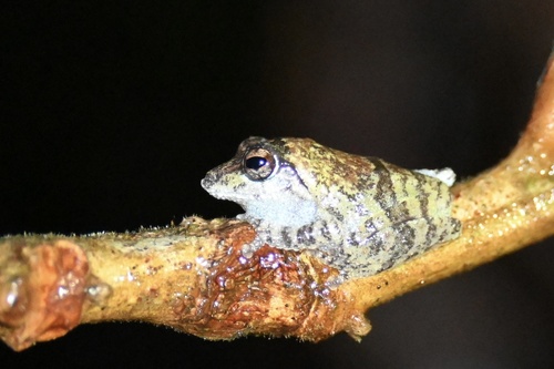 Mittermeier's Shrub Frog, Pseudophilautus mittermeieri