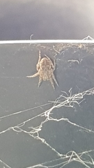 Larinioides sclopetarius